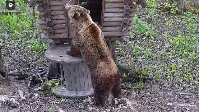 Сказочному медведю - сказочный домик