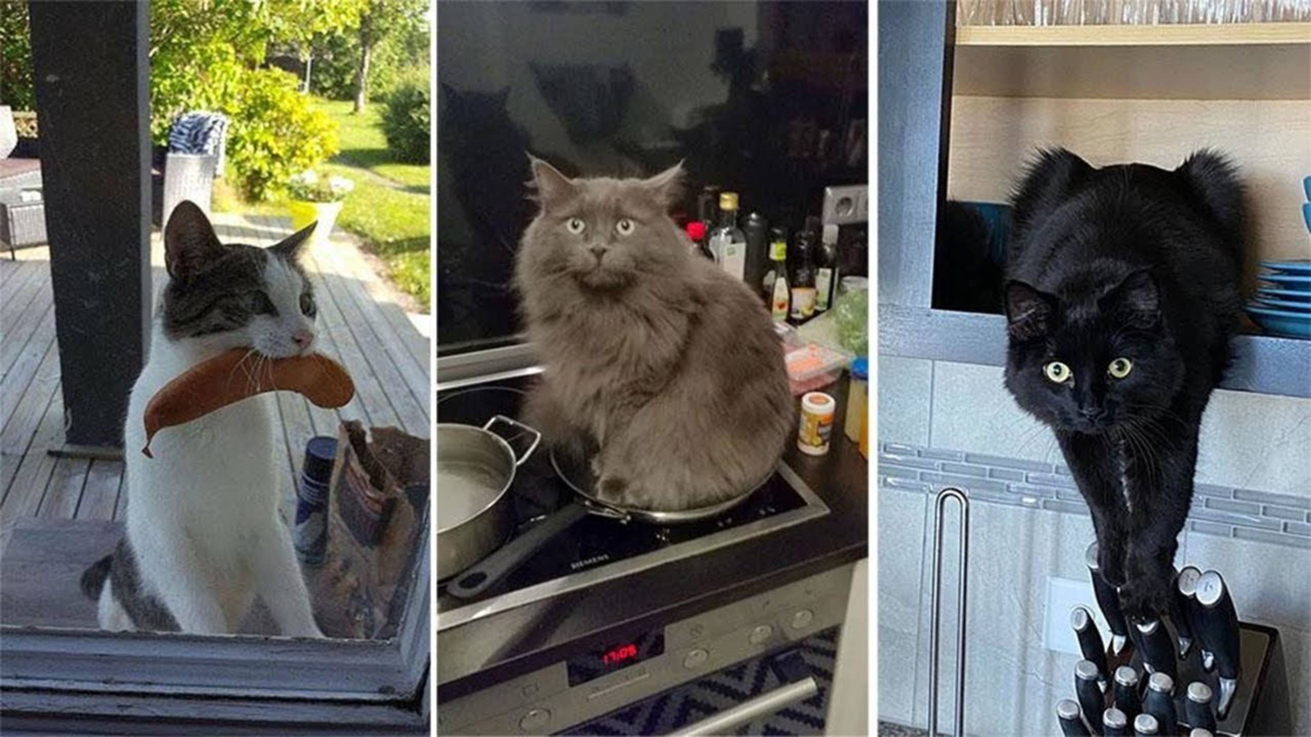 Приколы с котами! Смешные коты - Самые смешные животные С ОЗВУЧКОЙ! Ржака!!