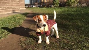 Петербургский планетарий на Обводном / Рокси 5 месяцев