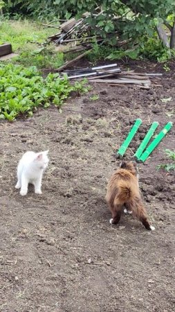 Отстань от меня. #кошки #шорты 4k