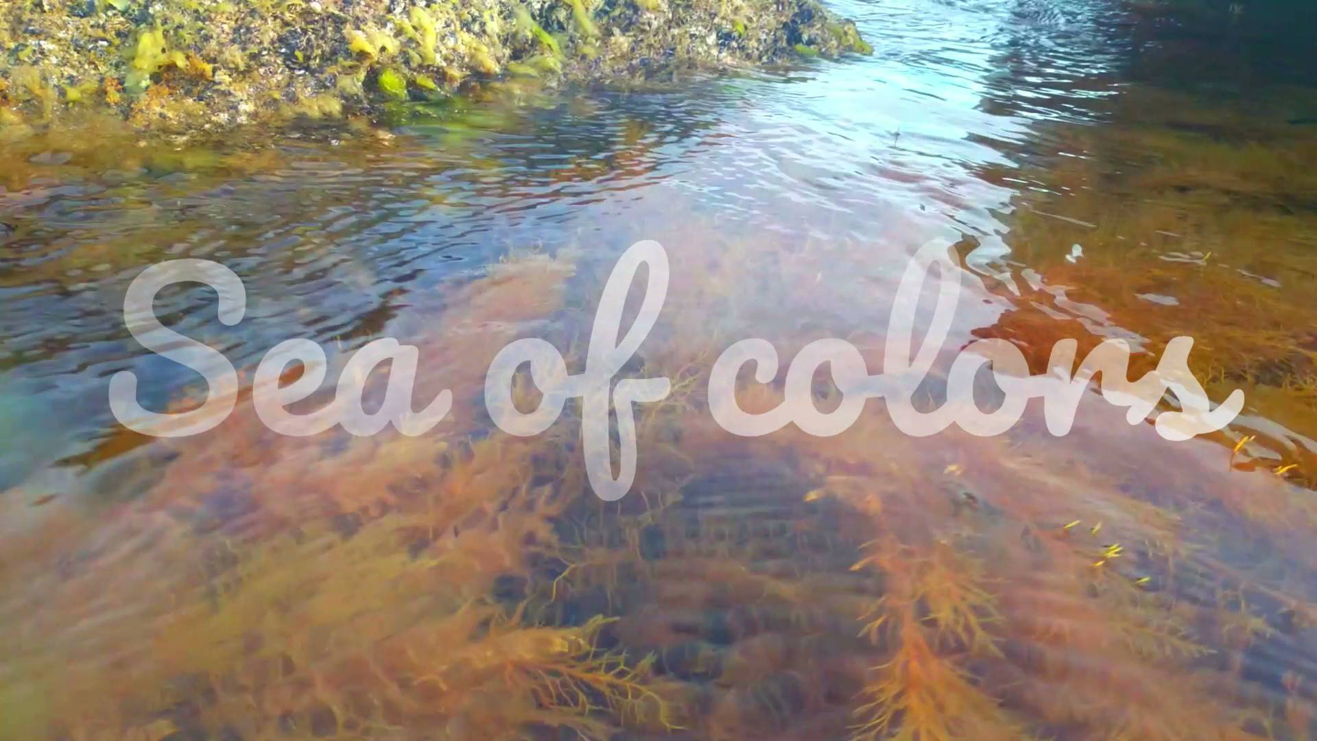 Sea of colors