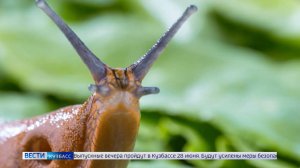 Нашествие моллюсков: кузбассовцев предупредили об опасности встреч со слизнями