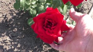 Зацвела моя красная роза шраб