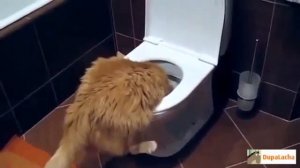 Быстрый способ поднять настроение