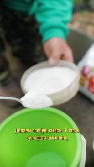 Три приёма в июне – и голубика усыпана крупными сладкими ягодами!