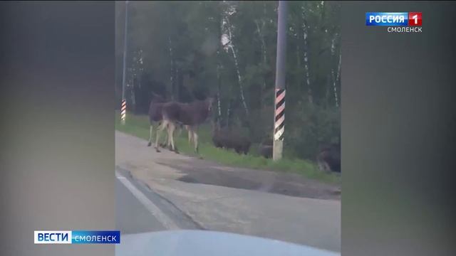 Смоленским водителям напомнили о риске ДТП с дикими животными - ГТРК Смоленск
