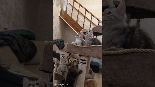 Курильчата. Вечер.