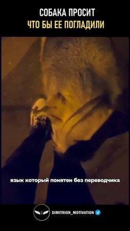 Собака просит что бы ее погладили #добро