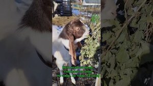 "Бел козёл" песенка.mp4