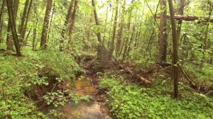 Разведка с мормышингом и трофейный голавль в Подмосковье