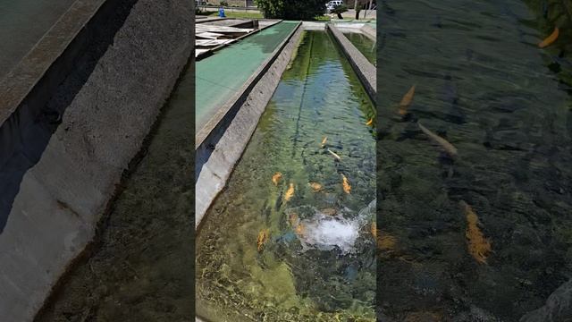 Форелевая ферма, Адлер.