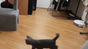Всё равно не могу поймать эту штучку чувствую обман какой та) мяу