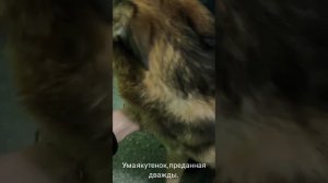 24-06-2025 Ума, якутенок, преданный дважды