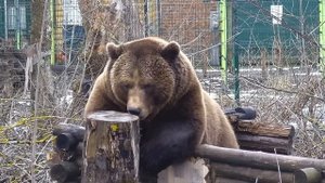 Уютная Избушка и вкусная кора A cozy hut and delicious bark for Mansur