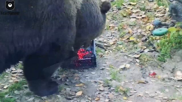 Ягодки для мишки-лакомки
