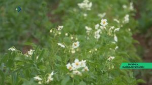 Сорт картофеля «Печорский» показал хорошую устойчивость к холодам