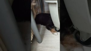 Грейс стоит на ушах!