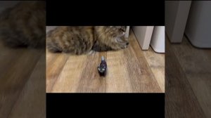 муфаса хочет стать меньше