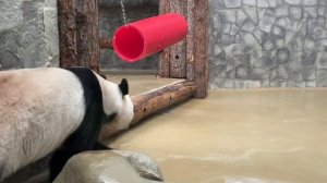 🐼 Сегодня панда Жуи устроил мастер-класс для посетителей с лунной походкой.

Настоящая звезда.