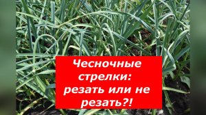 Когда и как обрезать чесночные стрелки, чтобы чеснок вырос с кулак?! #чеснок #стрелки #подкормки