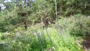 Белые ромашки