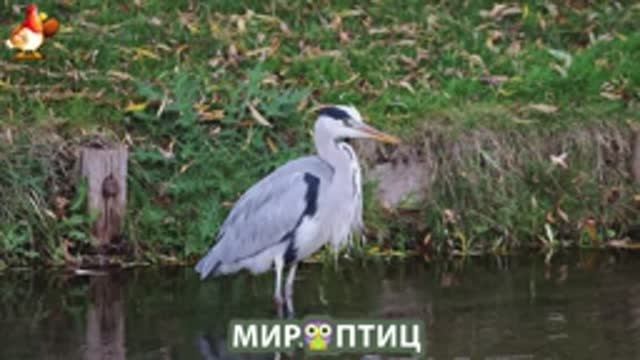 Мир птиц – красота и грация пернатых созданий Природы 🦩🦚🦜 Выпуск (239) 🦉🐦🐤