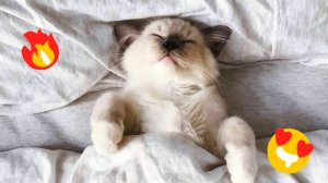 😹Самые смешные Кошки и Котята🔥