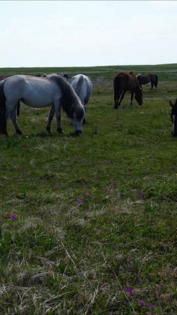 Самое красивое и благородное создание