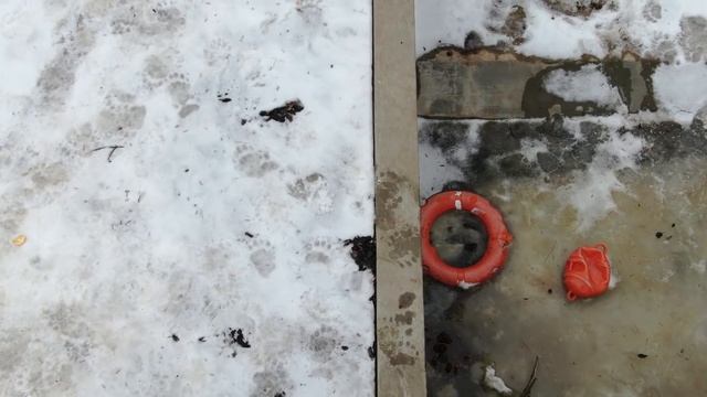 Медведь Мансур глазами квадрокоптера