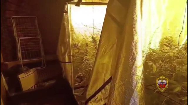 В трёх московских квартирах, принадлежащих двум братьям, столичная полиция нашла 100 кустов конопли