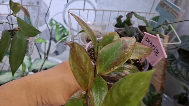 Новые листочки🍃🌿