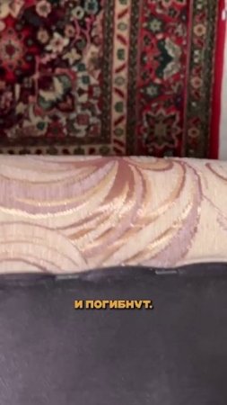 Как делать парообработку