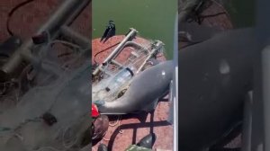 Застрял в сетях: в Таганрогском заливе спасли дельфина, который запутался в рыболовных сетях.