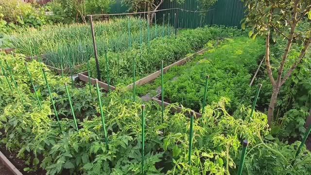 Начала заготовки на зиму Огородный влог Теперь в теплице порядок,но надолго ли?