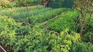 Начала заготовки на зиму Огородный влог Теперь в теплице порядок,но надолго ли?
