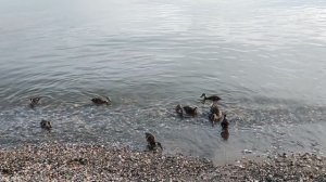 На море 🌊: кормлю утят и утку 🦆 овсяным печеньем 🍪 At sea ⛵: I feed the ducklings and the duck 🦆