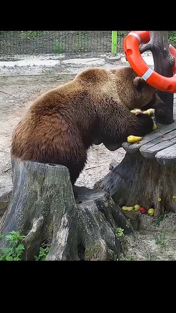 Медведь Мансур танцует, кто сможет лучше?