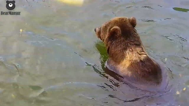Медведь-подводник в деле