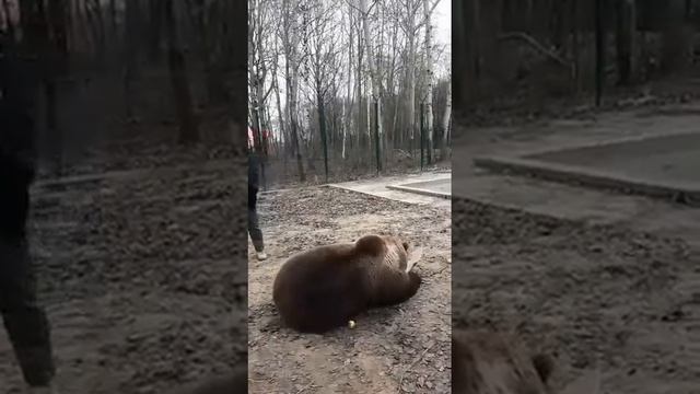 Пышные выходныеПрямой эфир инстаграм @mansurbear 09.11.19