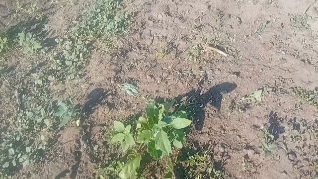 работу работала/ хорошо уметь домик в деревне/ и малыша на руках