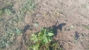 работу работала/ хорошо уметь домик в деревне/ и малыша на руках