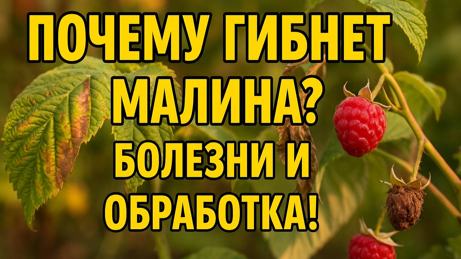 Почему гибнет малина? Все про болезни и защиту куста!