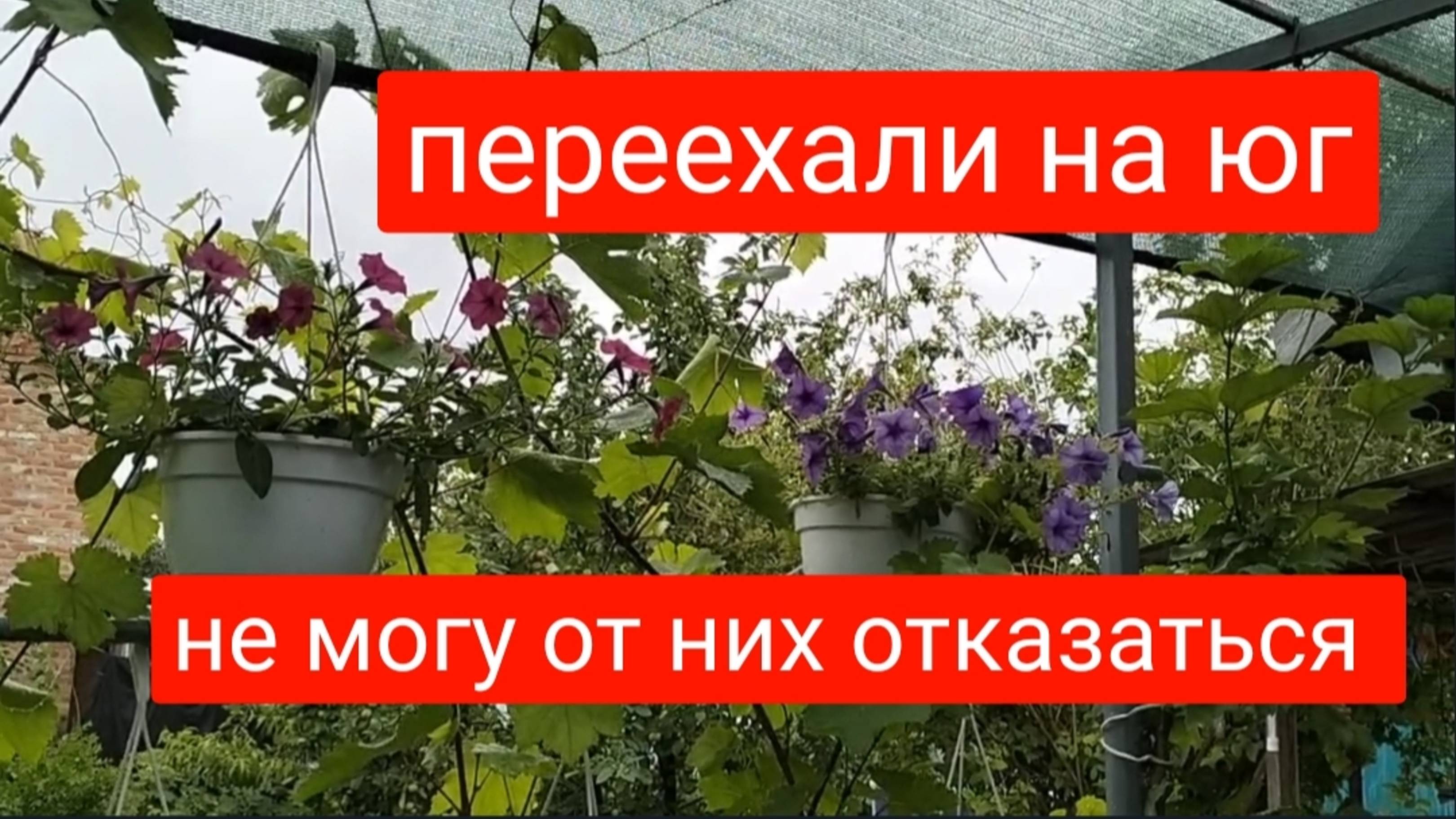 #45🌷23 июня/Не могу от них отказаться/Подруга поделилась/Запеканка из кабачков/Ливень