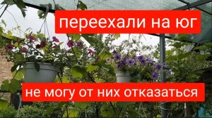 #45🌷23 июня/Не могу от них отказаться/Подруга поделилась/Запеканка из кабачков/Ливень