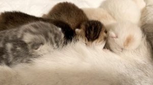 Котятам кошки Кайли девять дней.