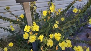 замедленная сьемка