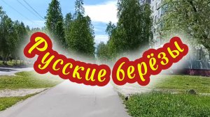 Песня РУССКИЕ БЕРЁЗЫ