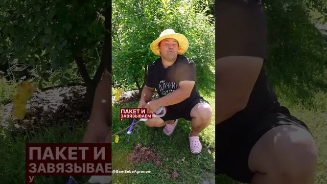 🌹 Если саженцы роз, особенно штамбовых, не подают признаков жизни 😢