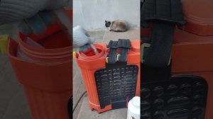 Максимально огромные ягоды и гроздья.
Саженцы винограда в ЛНР.
