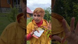 ПЕРСИКОВАЯ КУРЧАВОСТЬ? Что делать?!